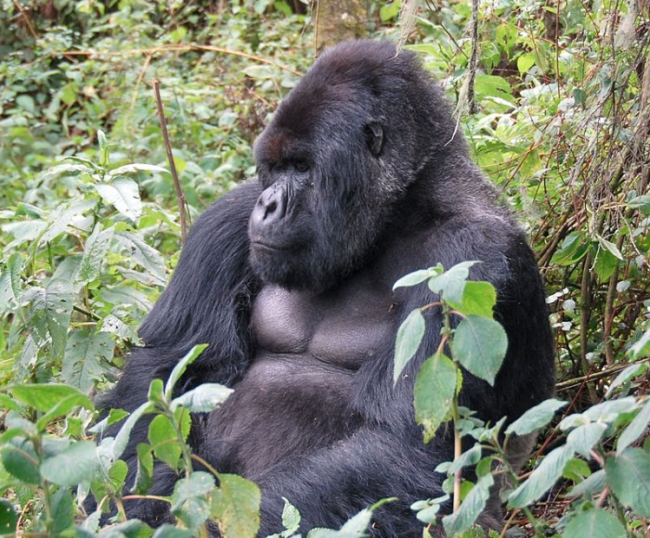 Lightning likely killed several endangered mountain gorillas in Uganda