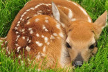 Fawn napping: What it is and why you need to avoid it