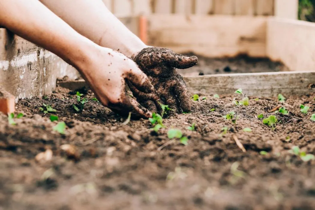 Trois erreurs fréquentes à éviter dans le potager