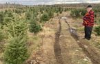 Here's why there's (another) Christmas tree shortage