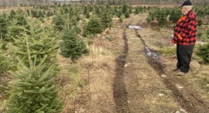 Here's why there's (another) Christmas tree shortage