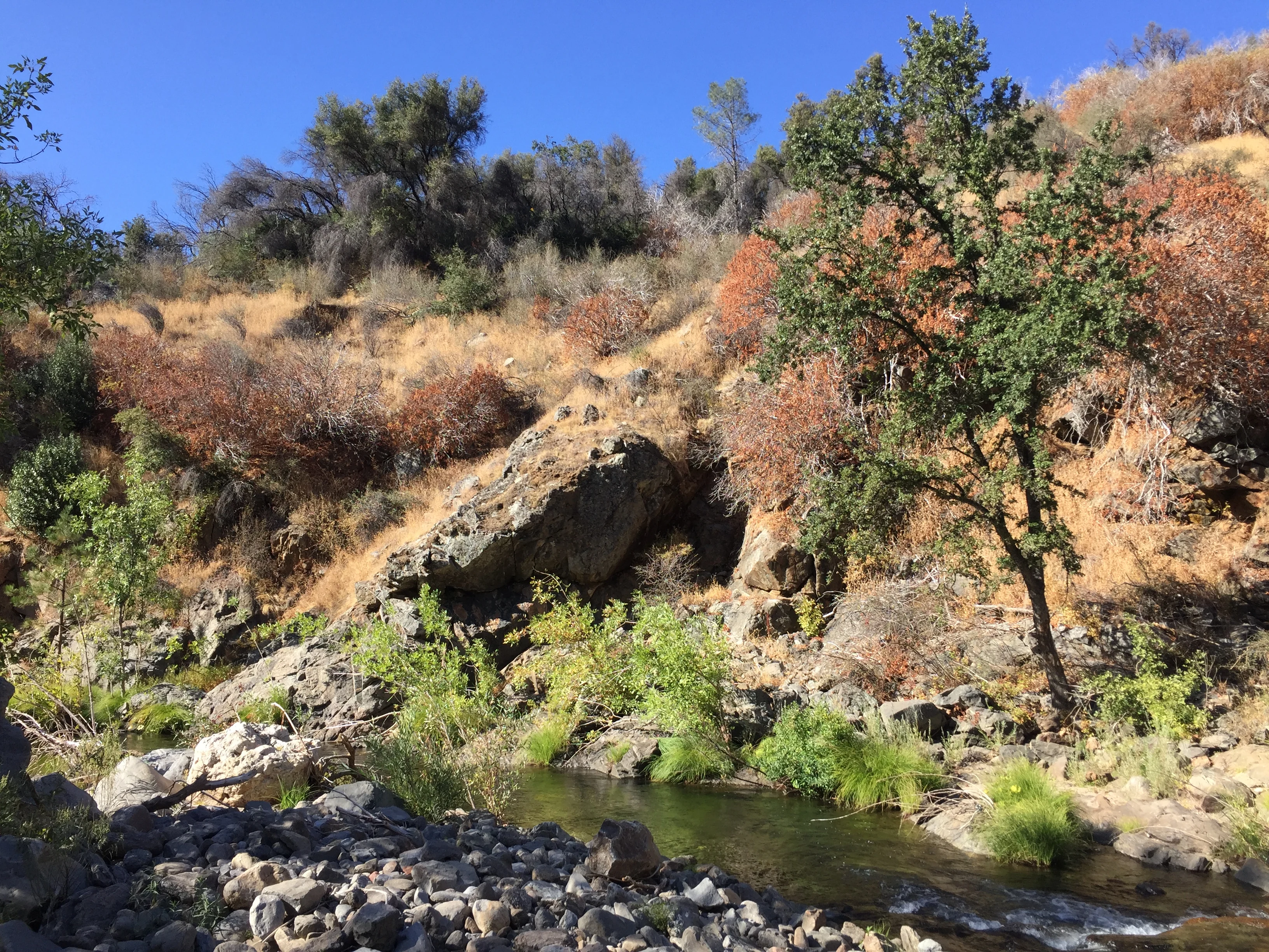 Stream in California with scarlet monkeyflower/Daniel Anstett/Submitted to The Weather Network