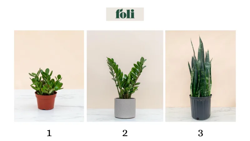 UPDATED Foli, CANVA, Plant Appreciation