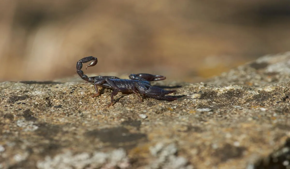 Après un orage, des scorpions envahissent une ville