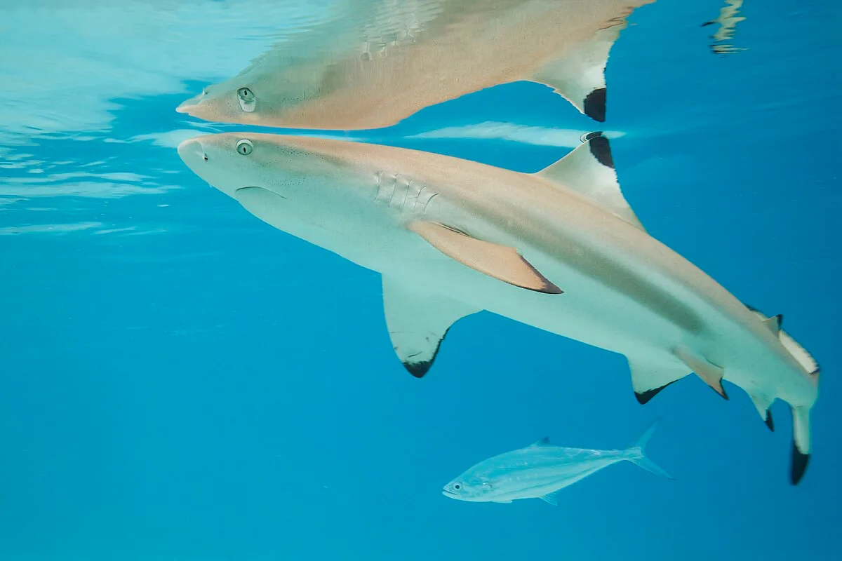 Blacktip reef shark (Credit: Charles J. Sharp/Wikimedia Commons) CC BY-SA 4.0 https://commons.wikimedia.org/wiki/File:Blacktip_reef_shark_(Carcharhinus_melanopterus)_Moorea_5.jpg