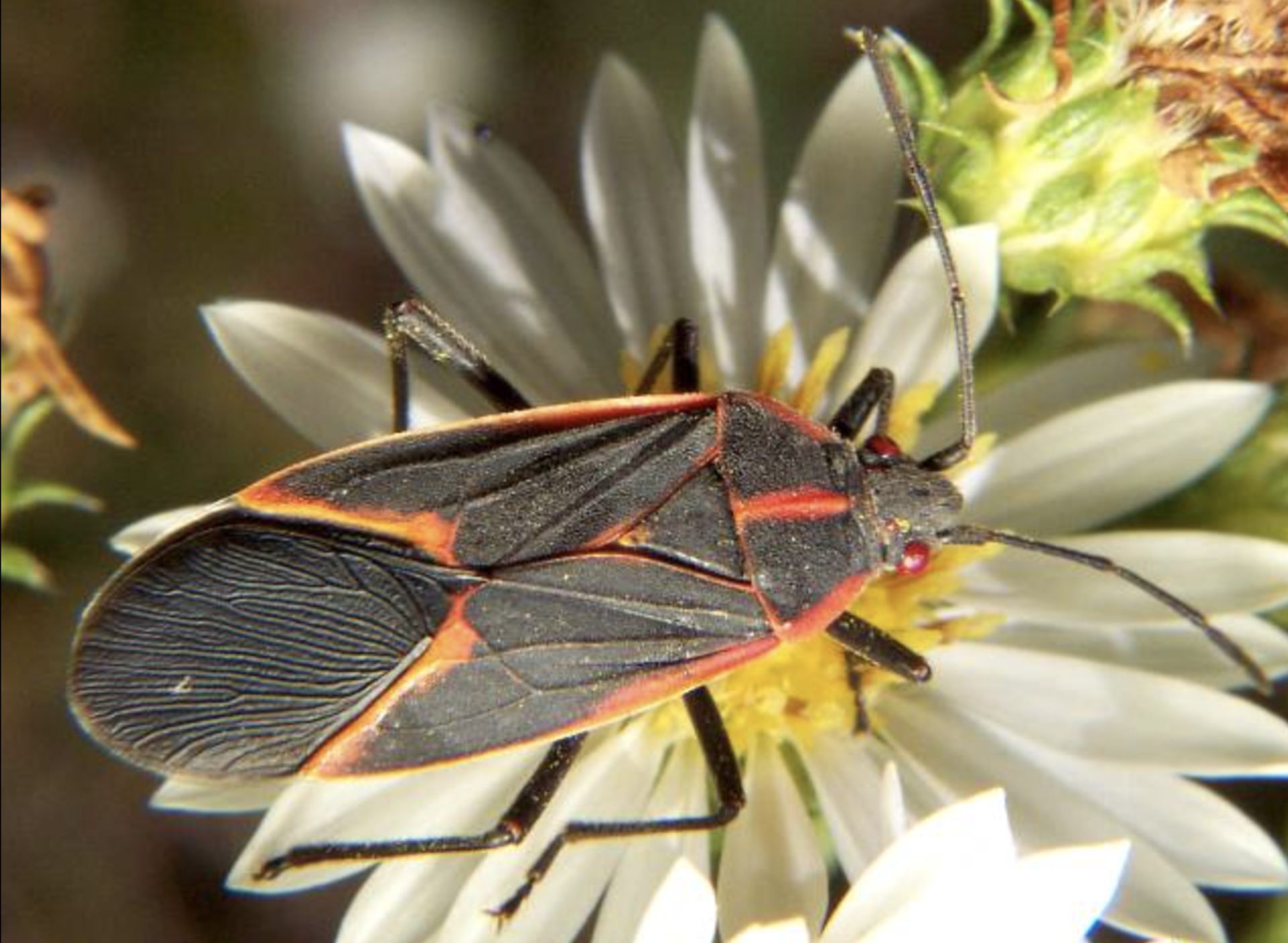 Have you seen the boxelder bug around your home? Relax, it's mostly harmless