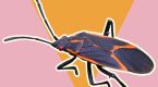 Have you seen the boxelder bug around your home? Relax, it's mostly harmless