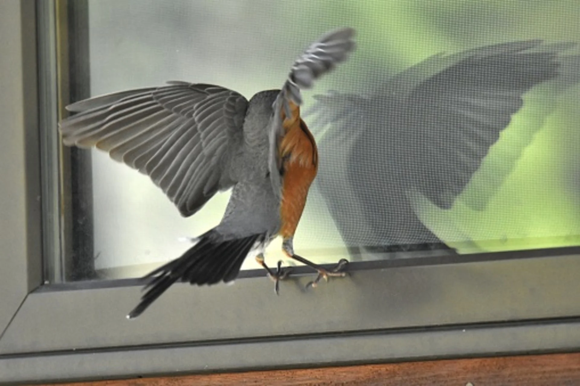 Bird-window collisions spike in fall. Here's how to help