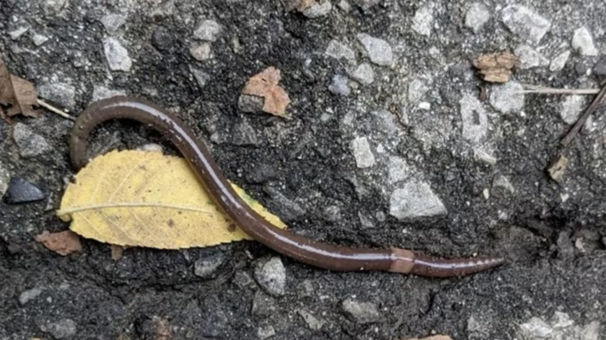 Jumping worms are invading gardens across Toronto. Here's what you should know