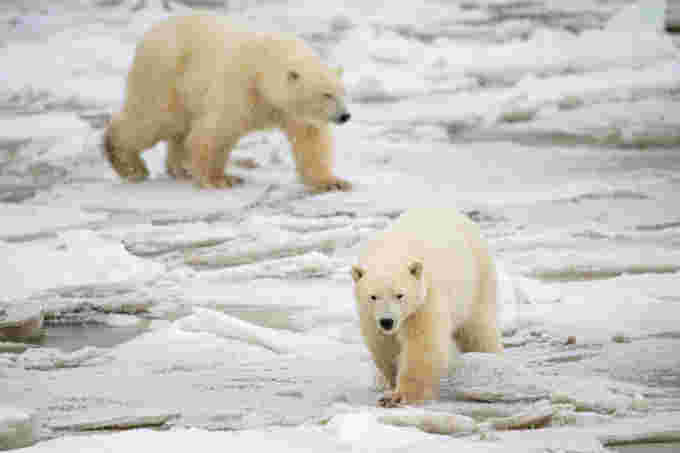 Polar bears emerging from the sea ice on Hudson Bay. Churchill, Manitoba, Canada. © Neil Ever Osborne