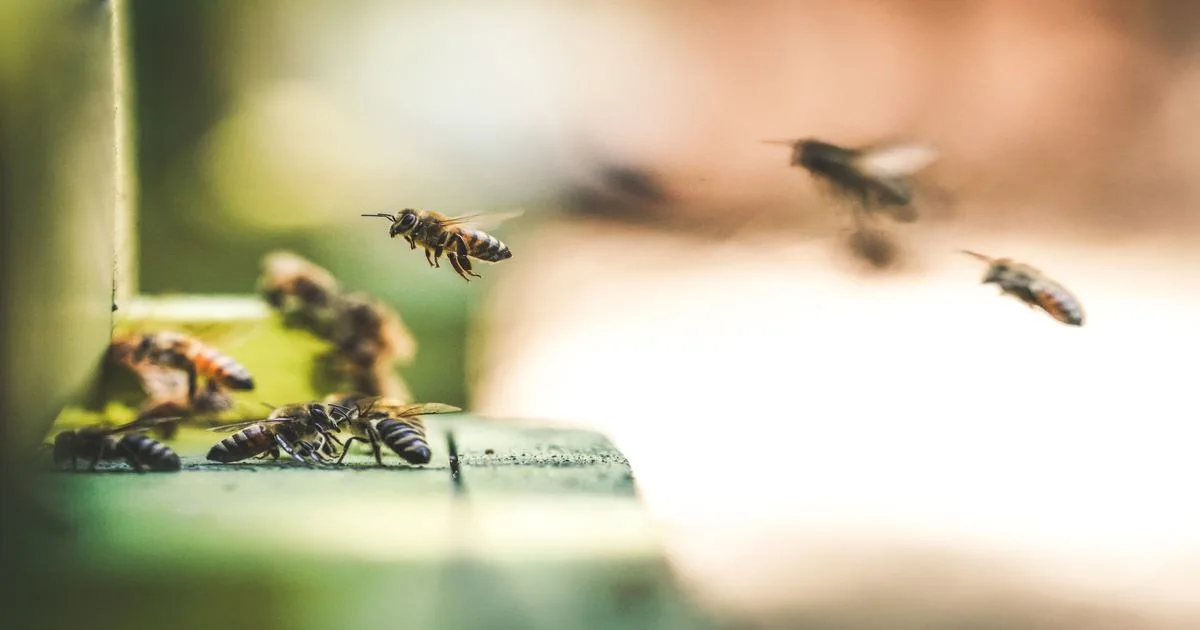 La danse des abeilles serait perturbée par les humains