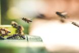 La danse des abeilles serait perturbée par les humains