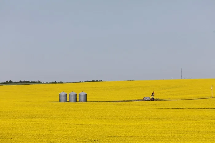 REUTERS - canola2