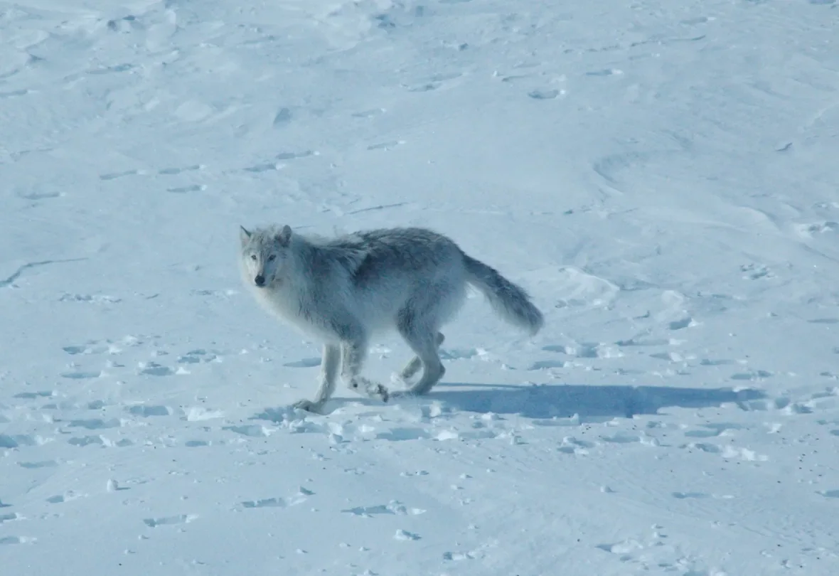 n-w-t-wolf/Dean Cluff/GNWT-ENR via CBC