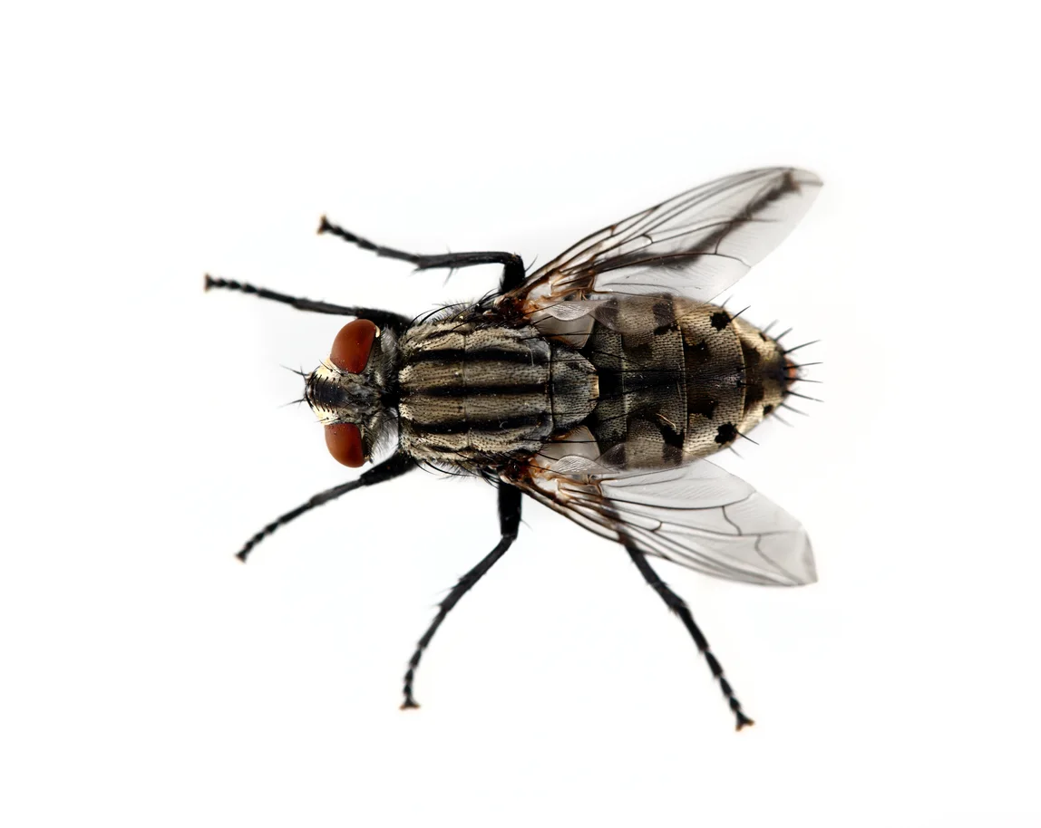 iStock-474465413