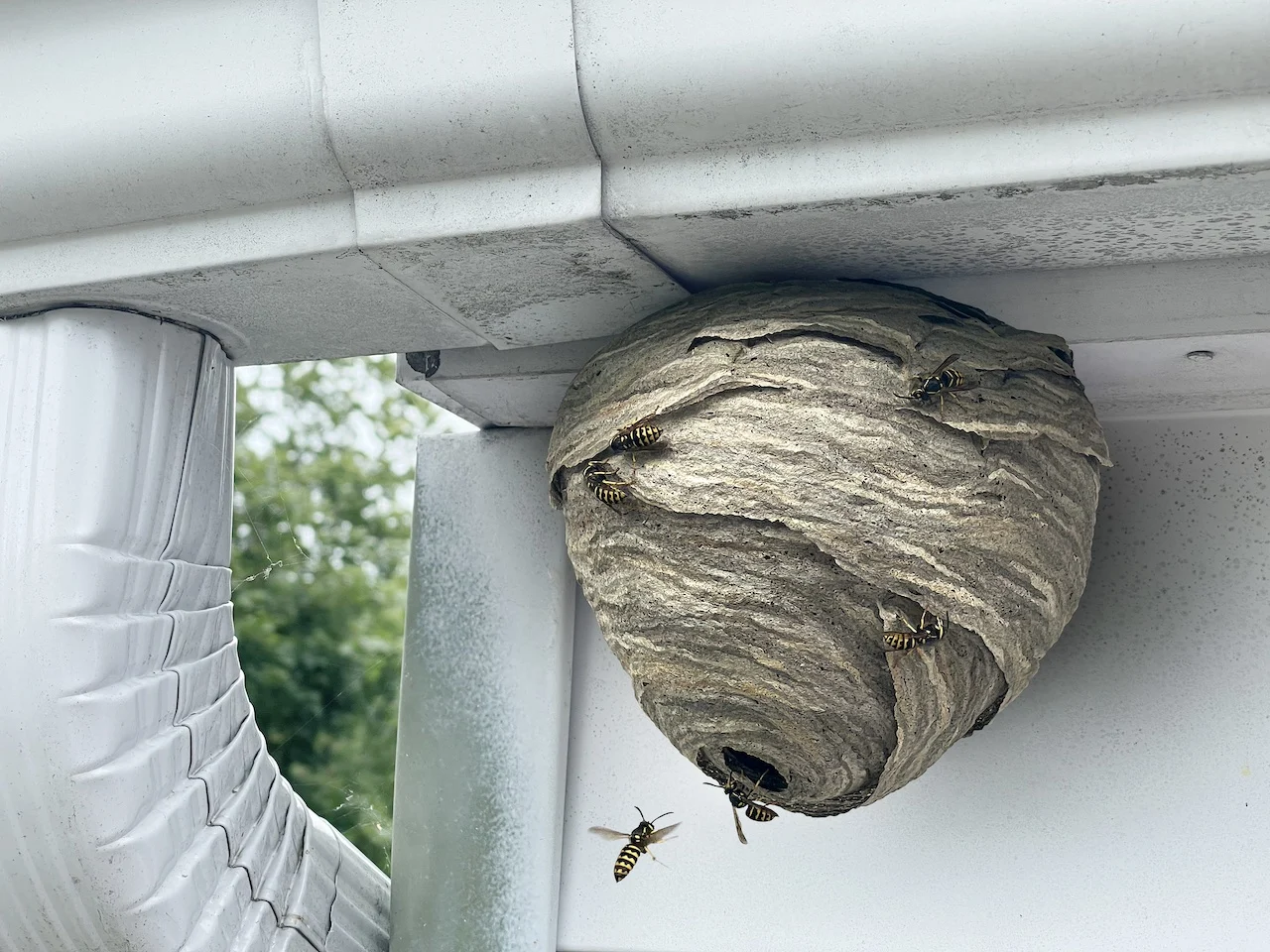 Wasp nest/Getty Images -1329608763