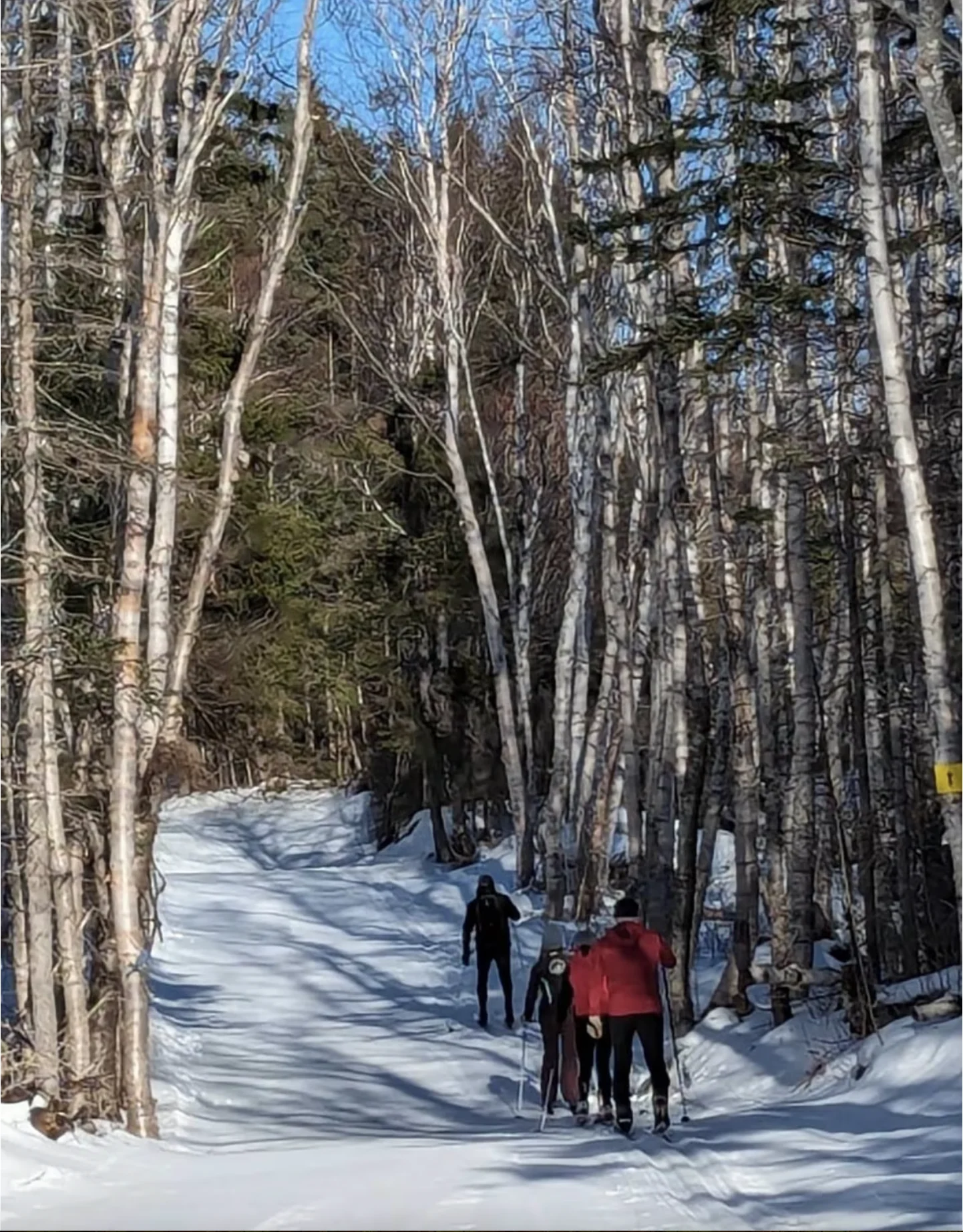 CBC: Cross-country skiers are seen on one of North Highlands Nordic's trails last week. (North Highlands Nordic/Facebook)