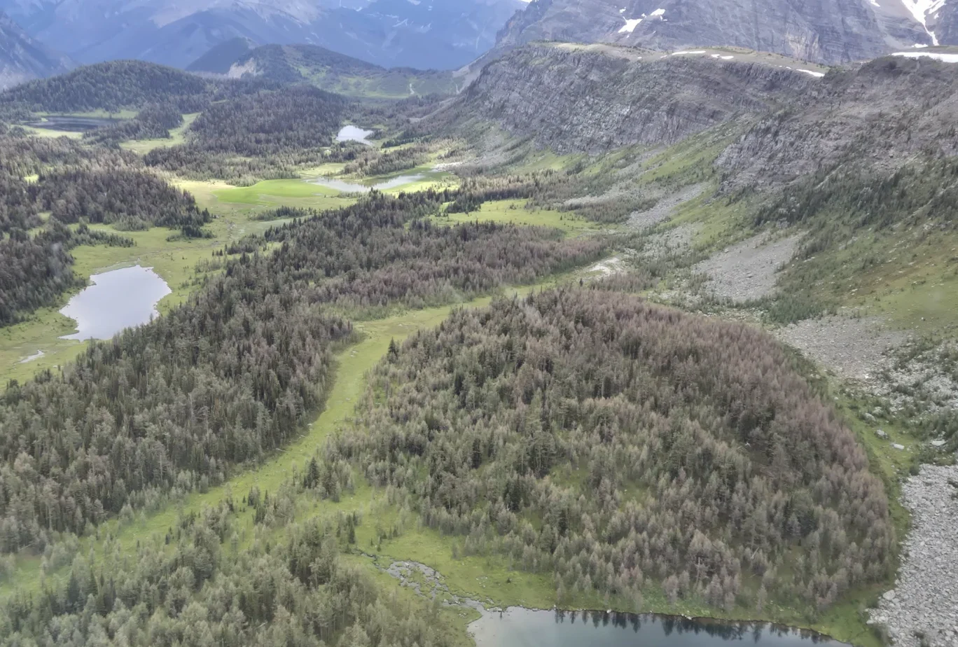 Parks Canada | This aerial photo shows needleworm affected trees in Larch Valley in early September.