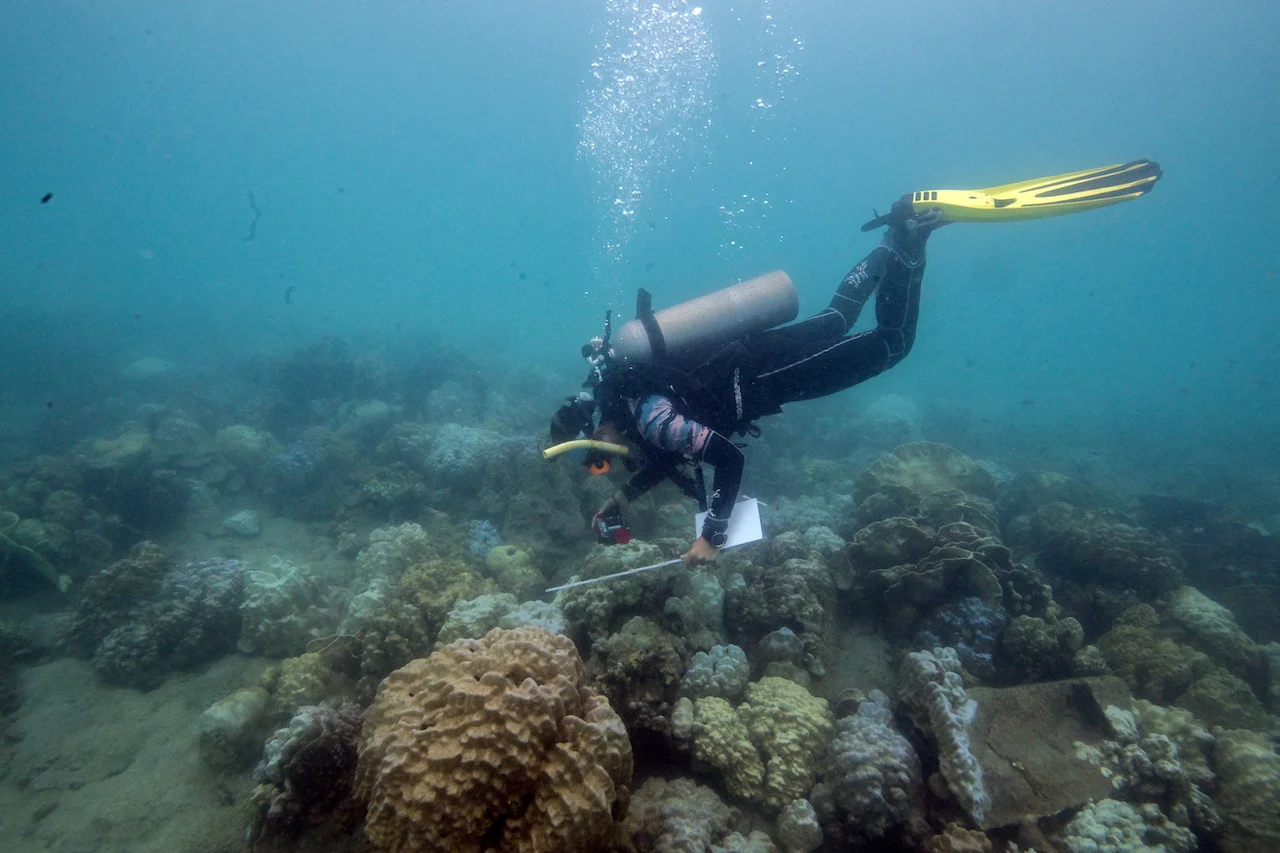 ENVIRONMENT-COP16-CORALS/REUTERS/Napat Wesshasartar/File Photo