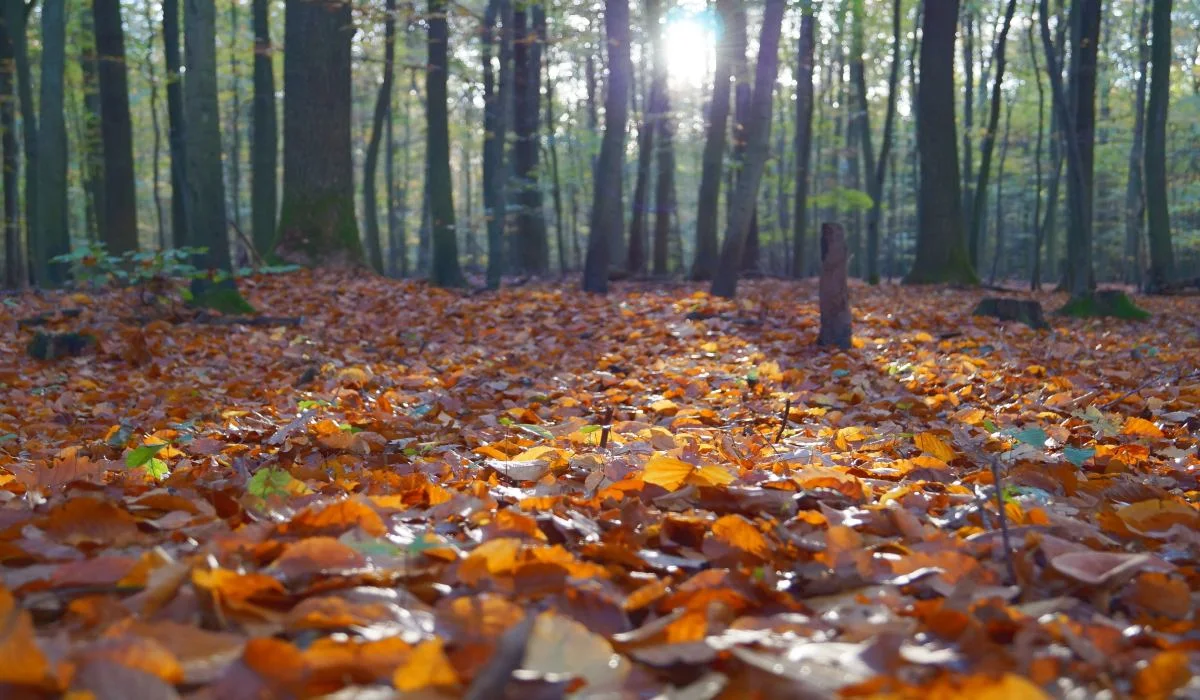 Les trois pires causes d'allergie en automne