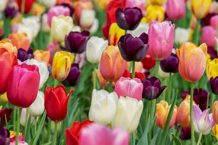 Île-du-Prince-Édouard : une nouvelle façon d'admirer les tulipes