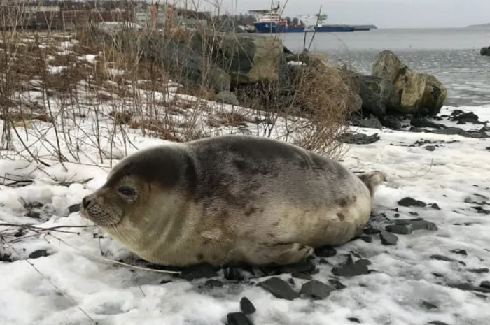 Lack of sea ice in the Gulf of St. Lawrence means more seals on shore