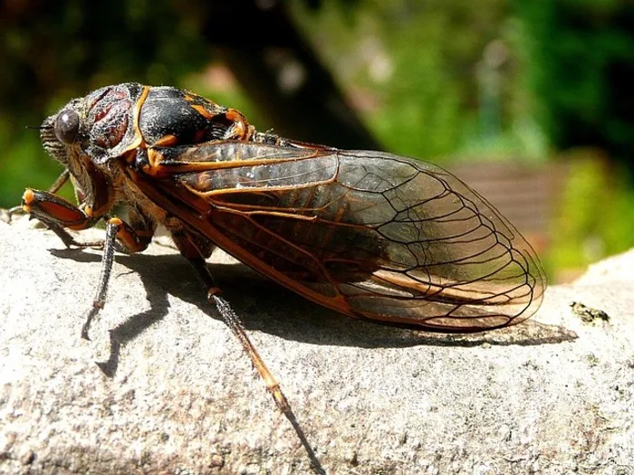 cicada-115913 640