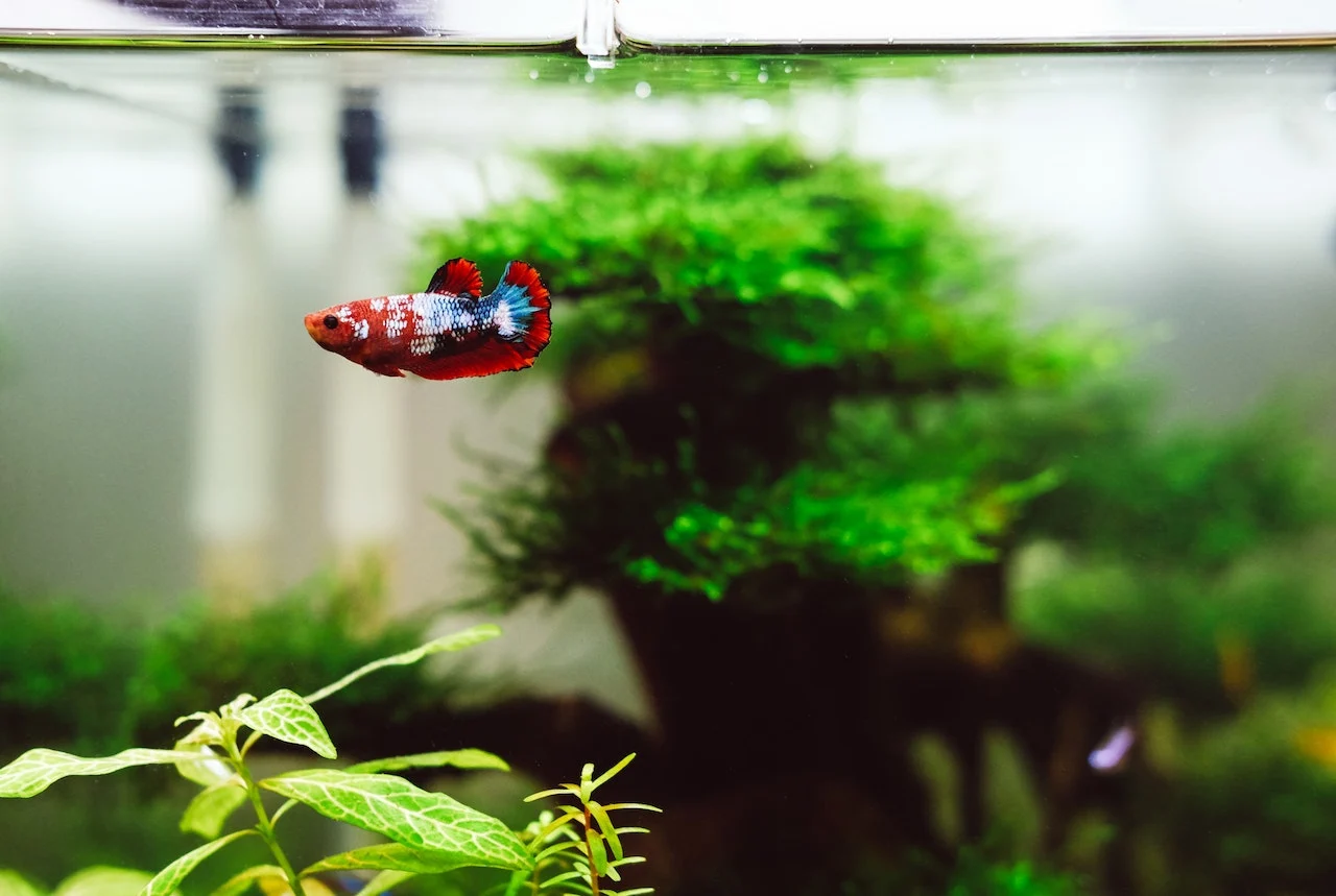 Aquarium/Unsplash