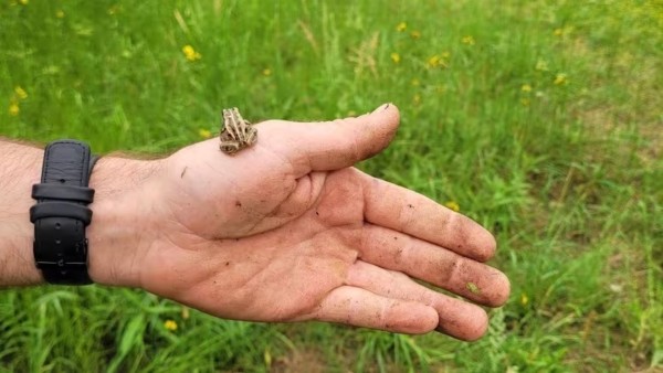 Frogs in Fort Smith wetland still 'hopping' despite wildfire defence