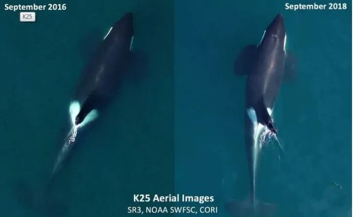 K25 orca before and after NOAA