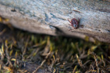 Why ticks aren't just a summer concern in Canada