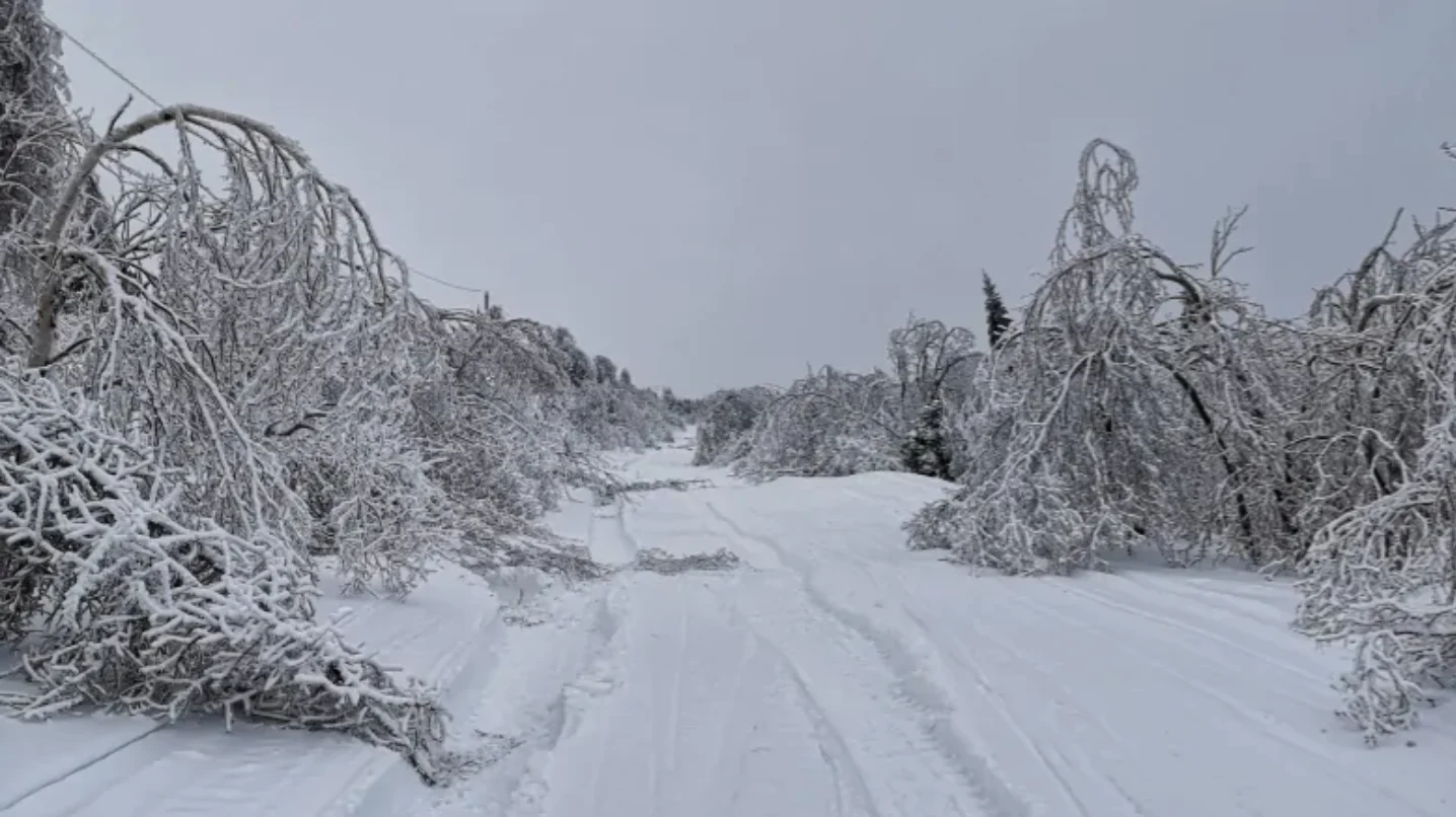 CBC: Robyn Holwell says trees and poles have snapped under the weight of ice, after sustained freezing rain the likes of which he's never seen in Cartwright before. (Submitted by Robyn Holwell)