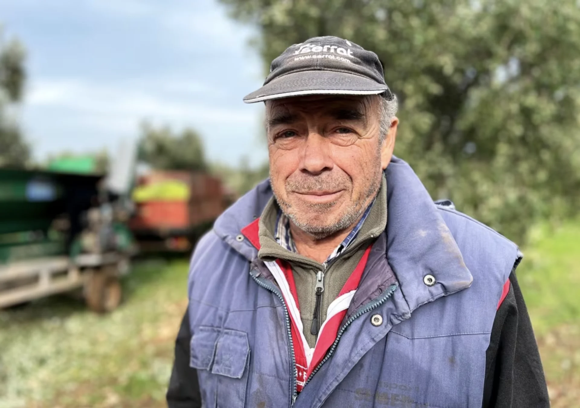CBC: Vincenzo Zaccaria has been harvesting olives in Puglia for 35 years, and says that seeing olive trees dying 'brings tears to my eyes.' (Megan Williams/CBC)