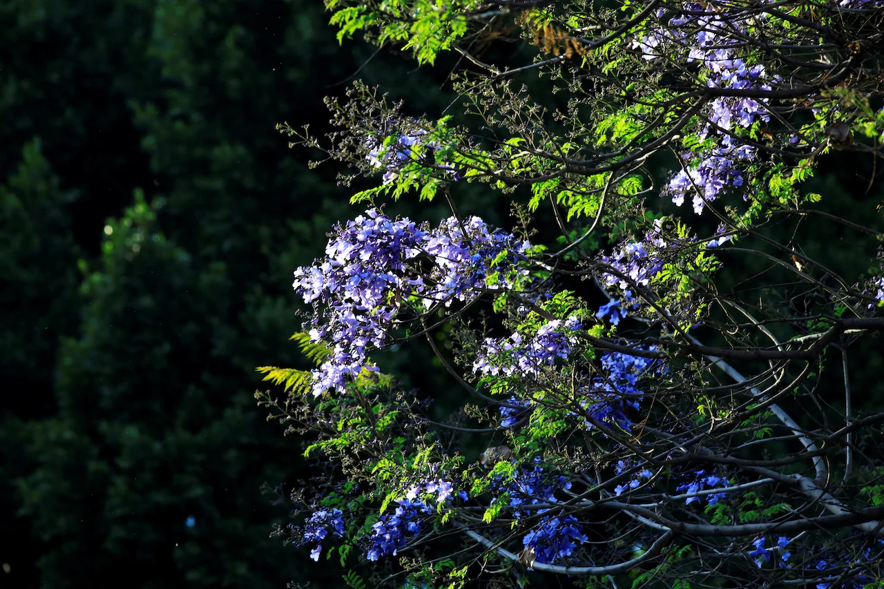CLIMATE-CHANGE-MEXICO-JACARANDAS/REUTERS/Raquel Cunha