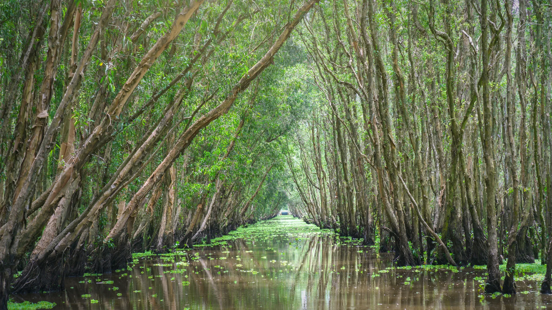Canva - mangrove