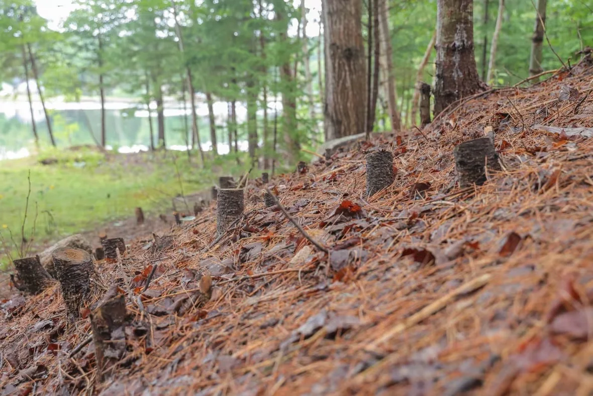 meade-tree-stumps/Robert Short/CBC