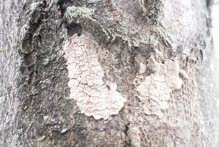 CBC: Egg masses of the spotted lanternfly. (Canadian Food Inspection Agency)