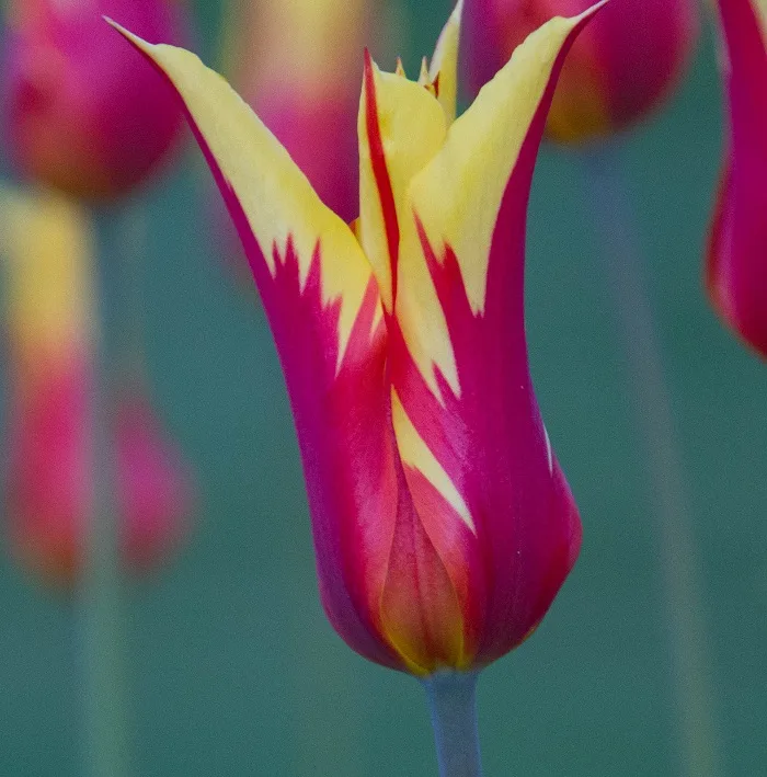 GETTY IMAGES - flame tulip