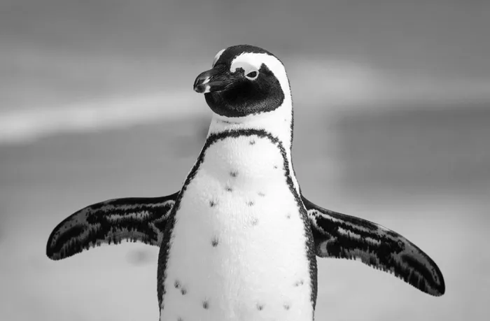 Here's why penguins waddle when they walk