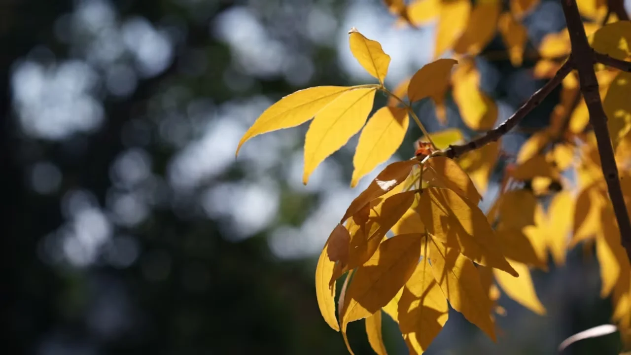 calgary-leaves-yellow-september/David Mercer/CBC