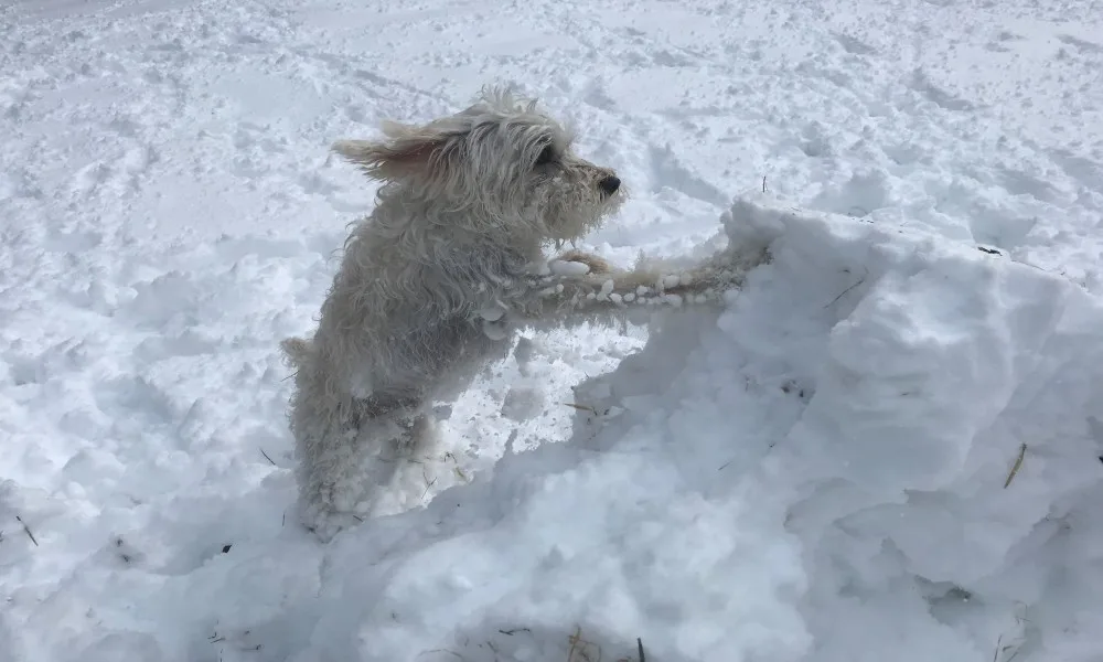 Québec :  5+ mètres de neige, voici les champions de l'hiver