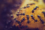 Cinq façons naturelles de chasser les fourmis
