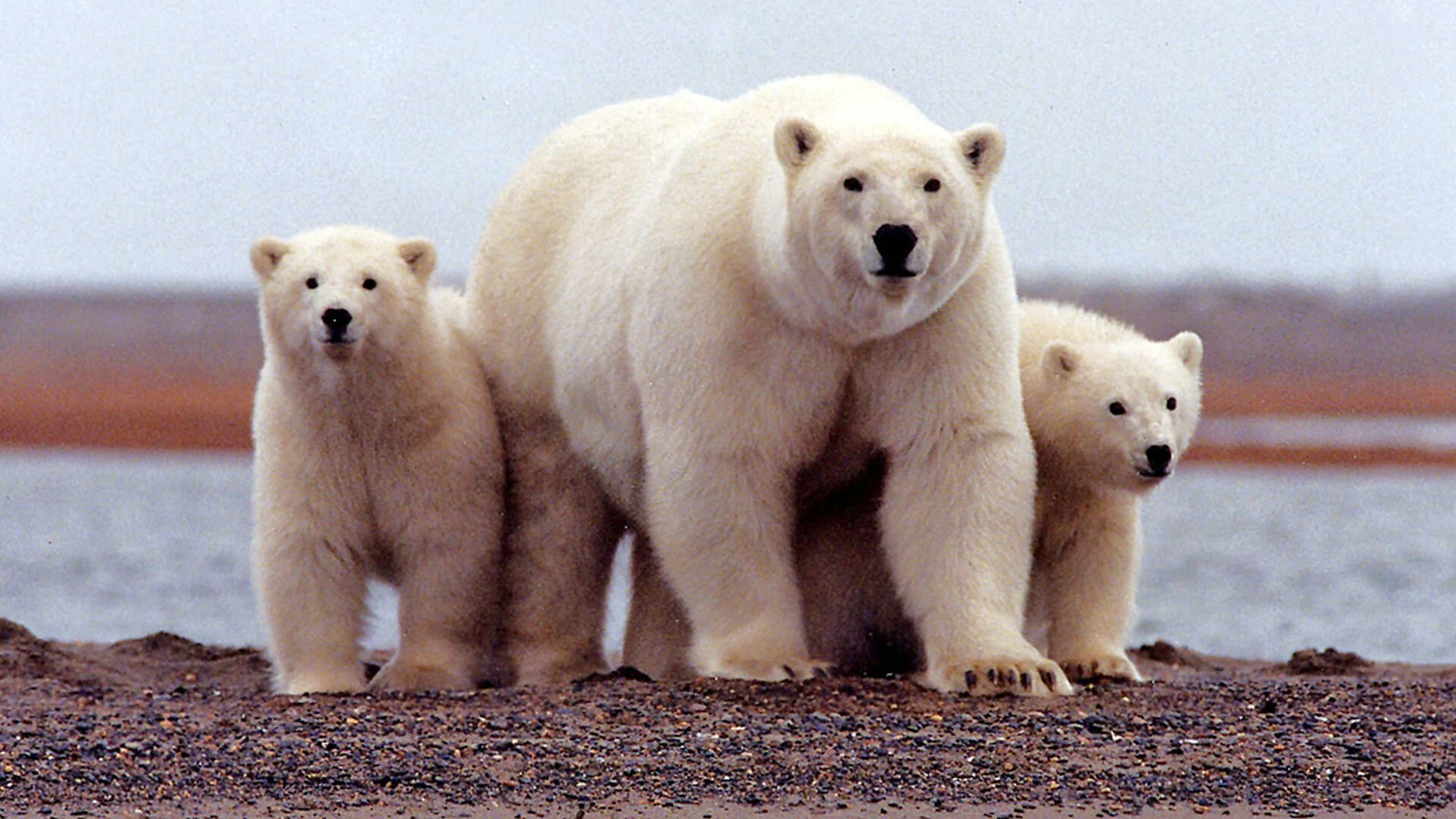 polar-bears (1)