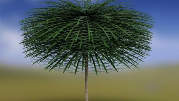 Rare Canadian Tree Weird ancient tree from before dinosaurs found in Canadian quarry - The ...