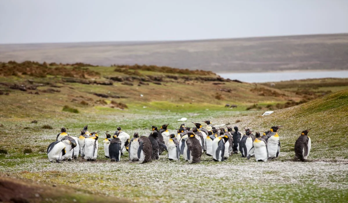 colonie-de-pingouins