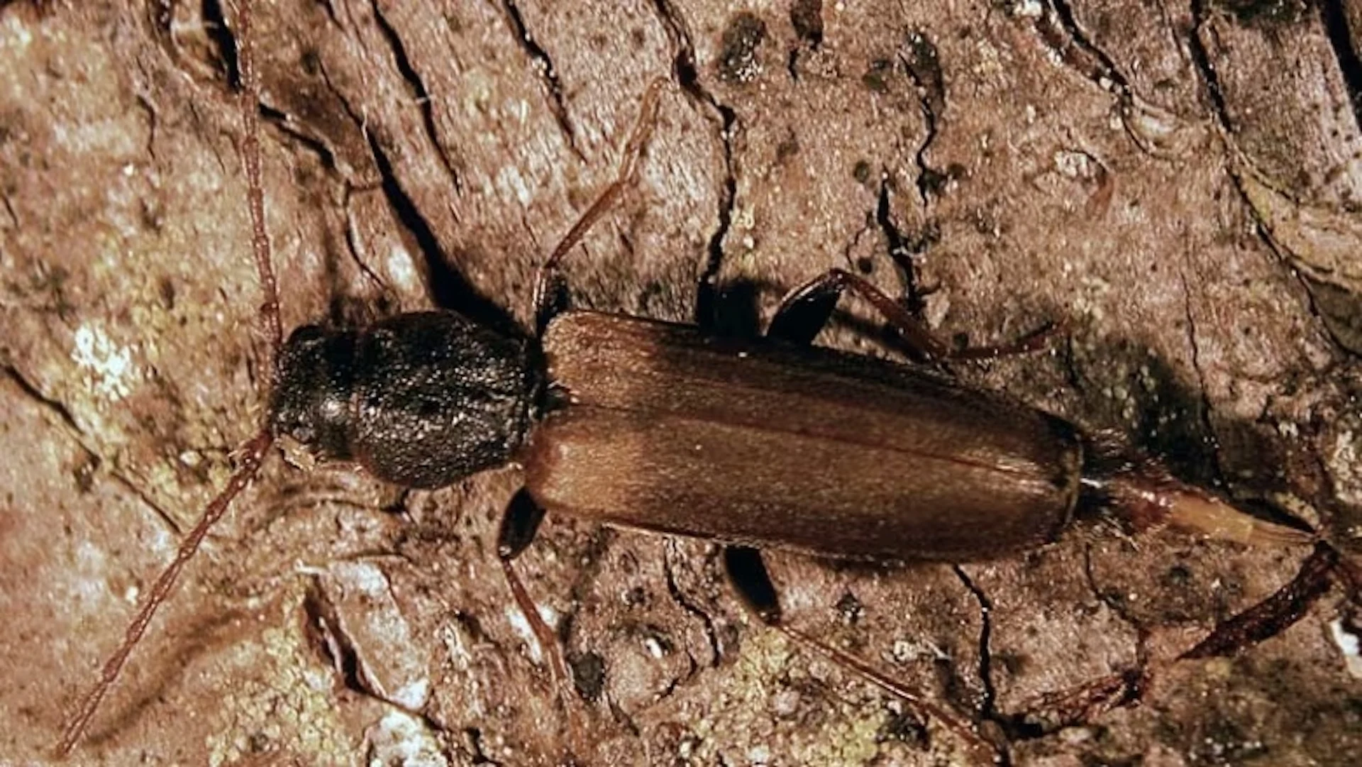 B.C. wildfires devastate wildlife habitats, but some insects thrive in the ashes