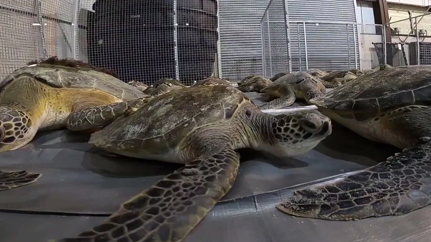 Des milliers de tortues sauvées du froid au Texas