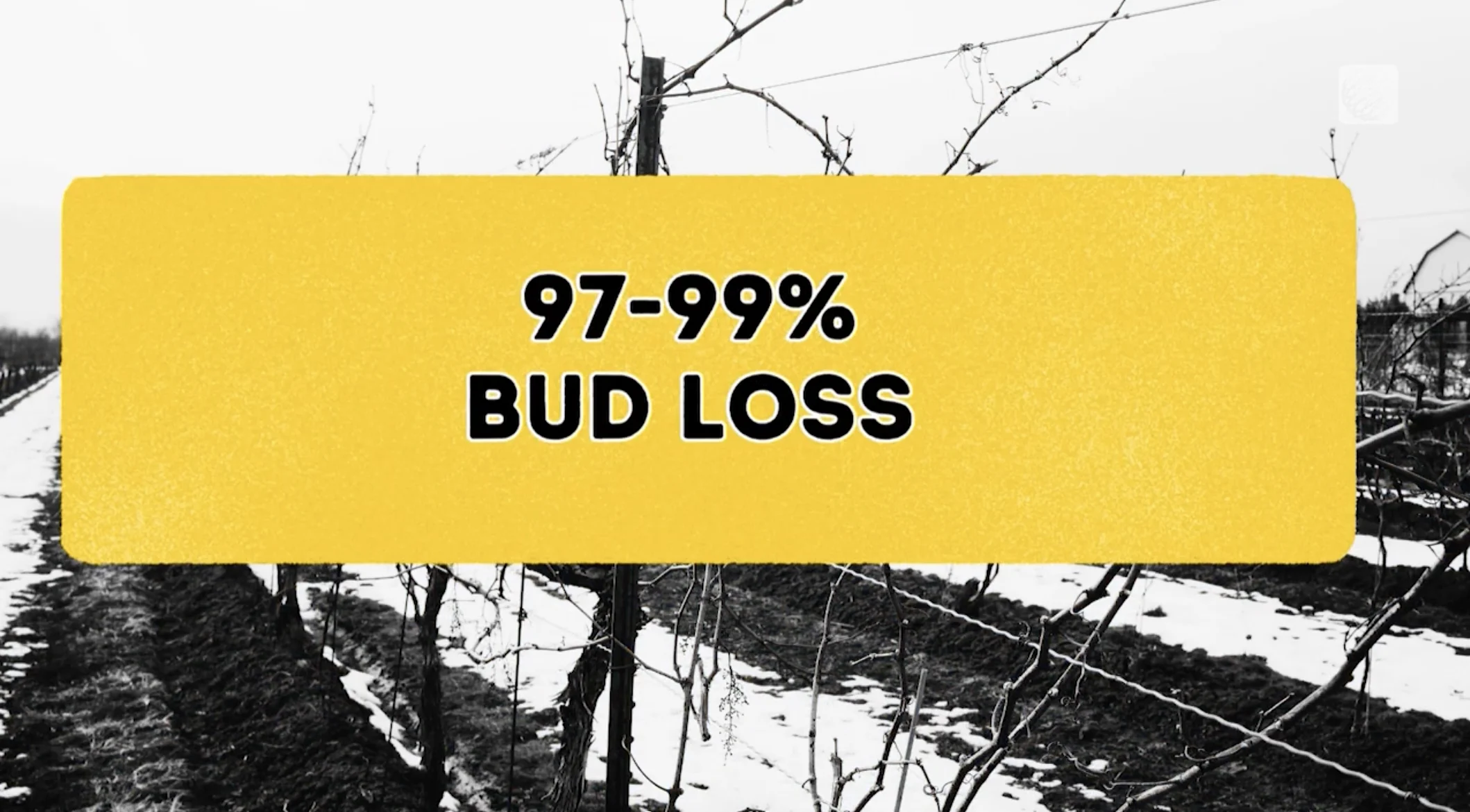 Graphic - TWN: Nearly 100% of grape buds killed during January 2024 cold snap in B.C.
