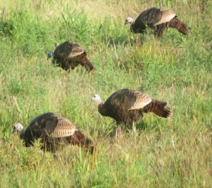 Talking turkey: Five facts about Canadian Thanksgiving