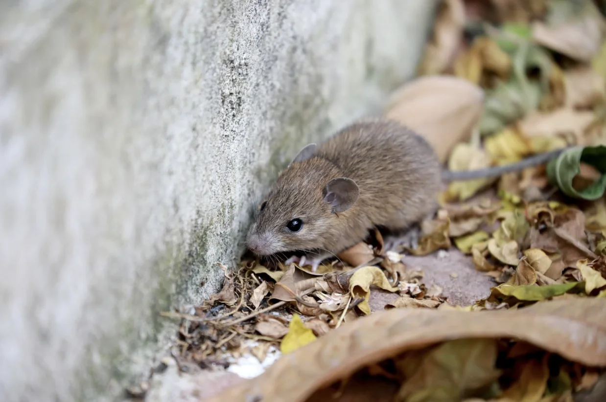 Getty Images: Mouse